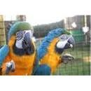 Male And Female Baby Blue and Gold Macaw Parrots For Adoption