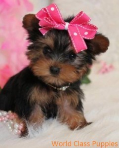 BEAUTIFUL YORKSHIRE TERRIER PUPPY AVAILABLE