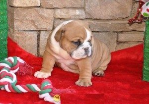 AKC Male Female English Bulldog Puppies Available