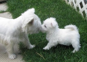 CHARMING AND AMAZING CHRISTMAS WEST HIGHLAND TERRIE PUPPIES FOR NEW FAMILY HOME ADOPTION