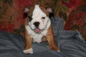 Adorable english bulldog puppies ready