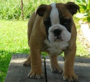 Female English Bulldog puppies for sale