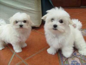 Male and female Maltese Puppies for Adoption