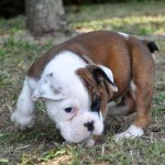 Excellent male and female English Bull Dogs.