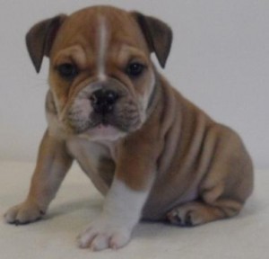 Quality and intelligent English Bulldog puppies