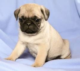 Don't miss this lovely male fawn with black mask Pug puppy.