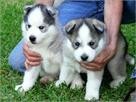 AVAILABLE NOW BEAUTIFUL SIBERIAN HUSKY PUPPIES FOR FREE ADOPTION AND FOR ANY GOOD HOME GET BACK TO ME FOR MORE INFORMATION