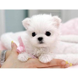 male and female maltese puppies for adoption