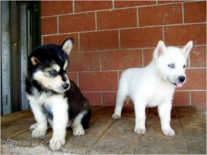 ***Cut siberian husky puppies out for adoption to any caring home.***