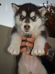 Male And Female  Siberian Husky Puppies For adoption