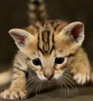 Two male and female F1 Savannah kittens available. , vet checked, home raised and bottle fed F1 Savannah kittens available.