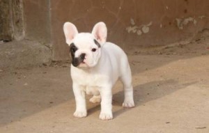 Remendous male and female white  with brindle markings French Bulldog puppy.