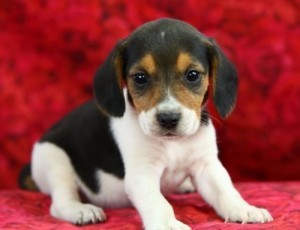 Adorable male and female tri (black, tan, and white) Beagle puppy Available