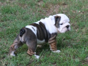 ? : Cute English Bulldog Puppies for adoption