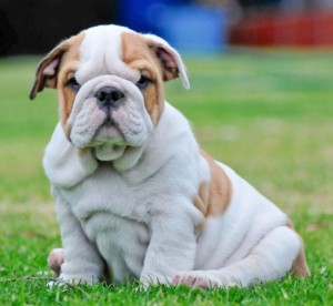 2 beautiful english bulldog puppies female and male for sale