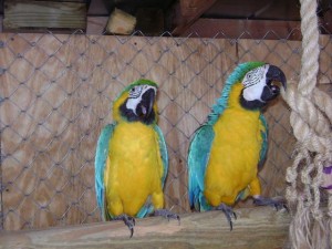 MALE AND FEMALE BLUE &amp; GOLD MACAW FOR ADOPTION