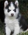 CUTE AND ADORABLE MALE AND FEMALE SIBERIAN HUSKY PUPPIES FOR FREE ADOPTION