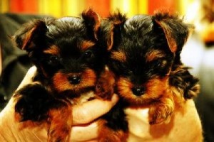 ??? TWIN AKC Teacup Yorkie Puppies For Free Adoption???