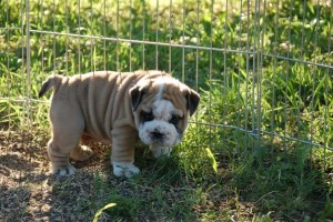 Affectionate English Bulldog Puppies