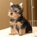 Yorkie Puppy Female for Adoption