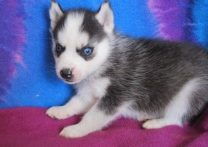 GORGEOUS SIBERIAN HUSKY PUPPY LOOKING FOR A HOME FOR ADOPTION