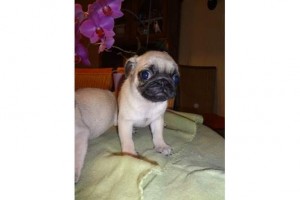 Healthy Pug Puppies For Sale