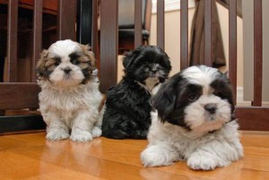 Beautiful Baby Shih Tzu Puppies for good home