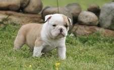 good looking English bulldog puppies for adoption