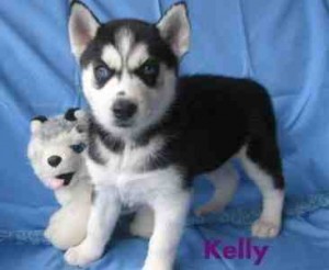 Alaskan Malamute Puppies ready for a new home now