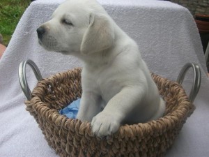 Labrador puppy with papers