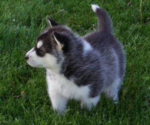 !!!Alaskan malamute Puppies 100% Pure bred &amp; Adorable!!!!