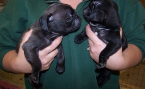 adorable pug puppies ready for home delivery to there new home now.