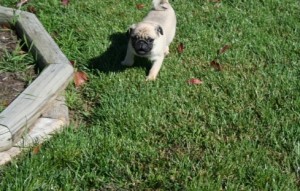 adorable pug puppies ready for home delivery to there new home now.