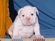 Home raised english bulldog puppies for adoption