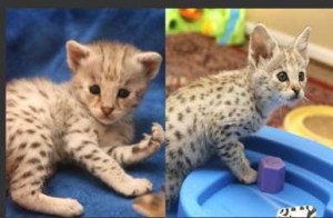 savannah kittens for adoption