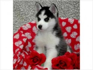 Charming male and female siberian husky