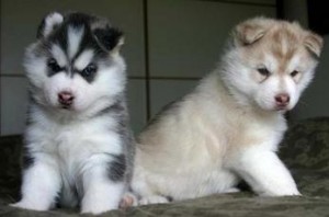 Blue Eyed Siberian Husky Pups For Lovely Homes