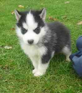 Affordable and lovely Alaskan Malamute Puppies beautiful and handsome puppies ready