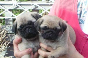 fawn pug puppies for adoption..