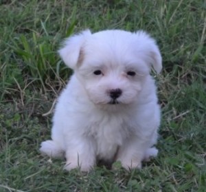 Teacup Maltese male and female Maltese puppies