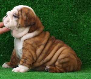 Adorable Registered English Bulldog Puppies For Adoption