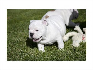 * Solid White AKC English Bulldogs Champion Bloodlines For Adoption *