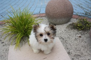 Super Tiny Teacup Yorkie is still available