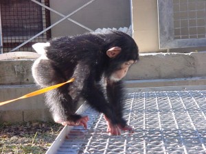 Cute And Adorable Baby Chimpanzee Monkey Available For Sale and  Adoption