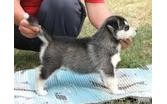 Siberian Husky , 11 week puppy, needs home!