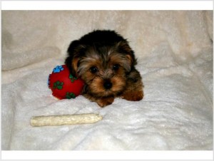 Charming Teacup .Yorkie puppies for adoption