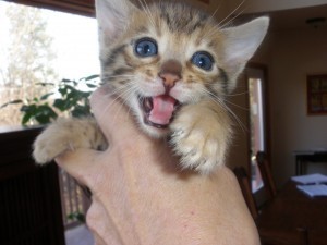 Bengal Kittens Ready For Free Adoption(50)