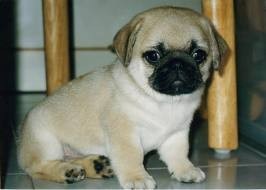 nice looking male and female pug puppies for adoption