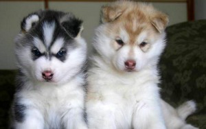 Siberian husky puppies for adoption