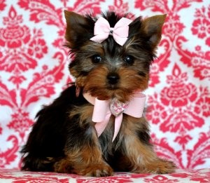 GORGEOUS YORKIE PUPPIES FOR FREE ADOPTION